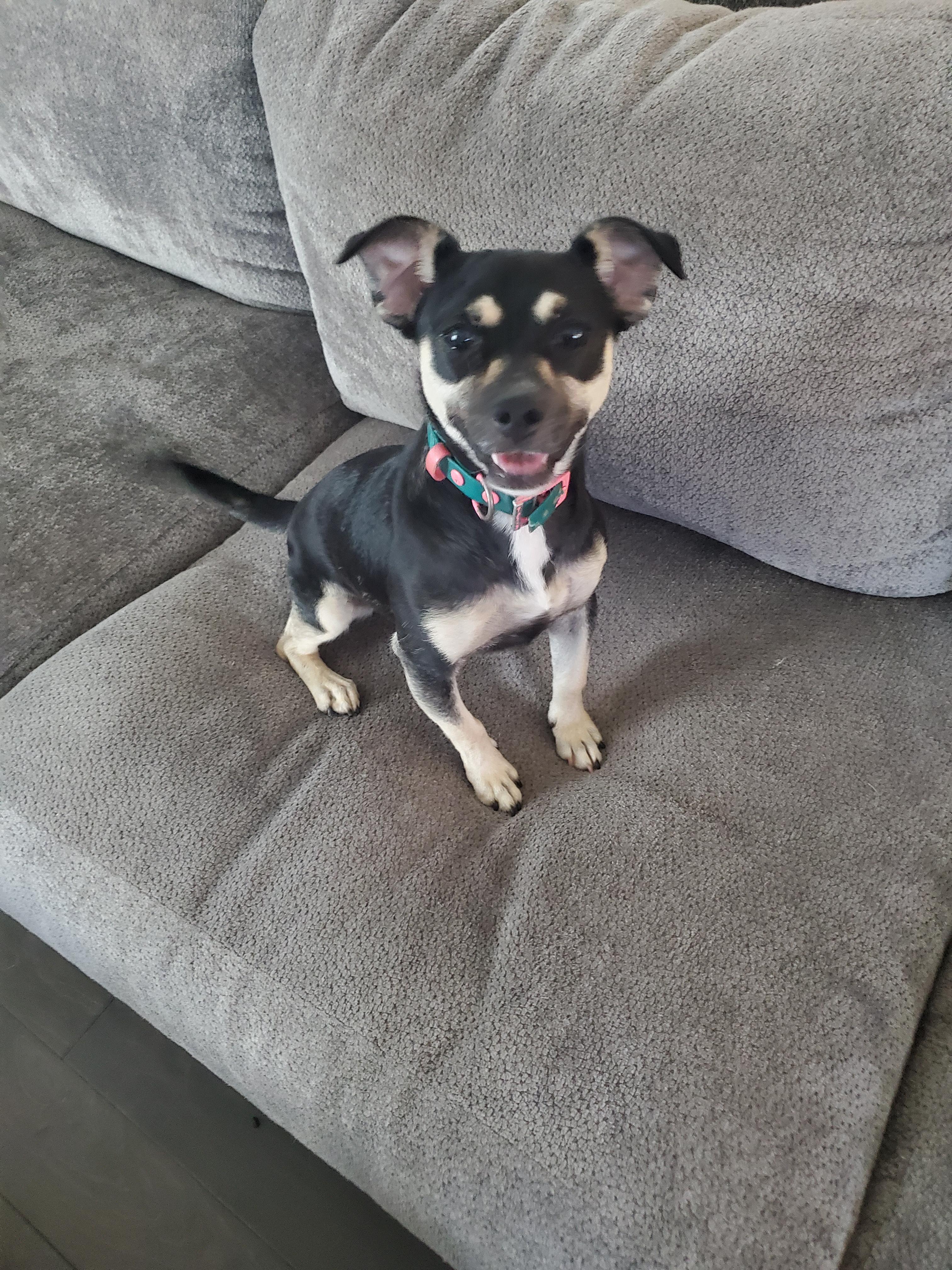 Marley, an adoptable Chiweenie in Auburn, GA, 30011 | Photo Image 4
