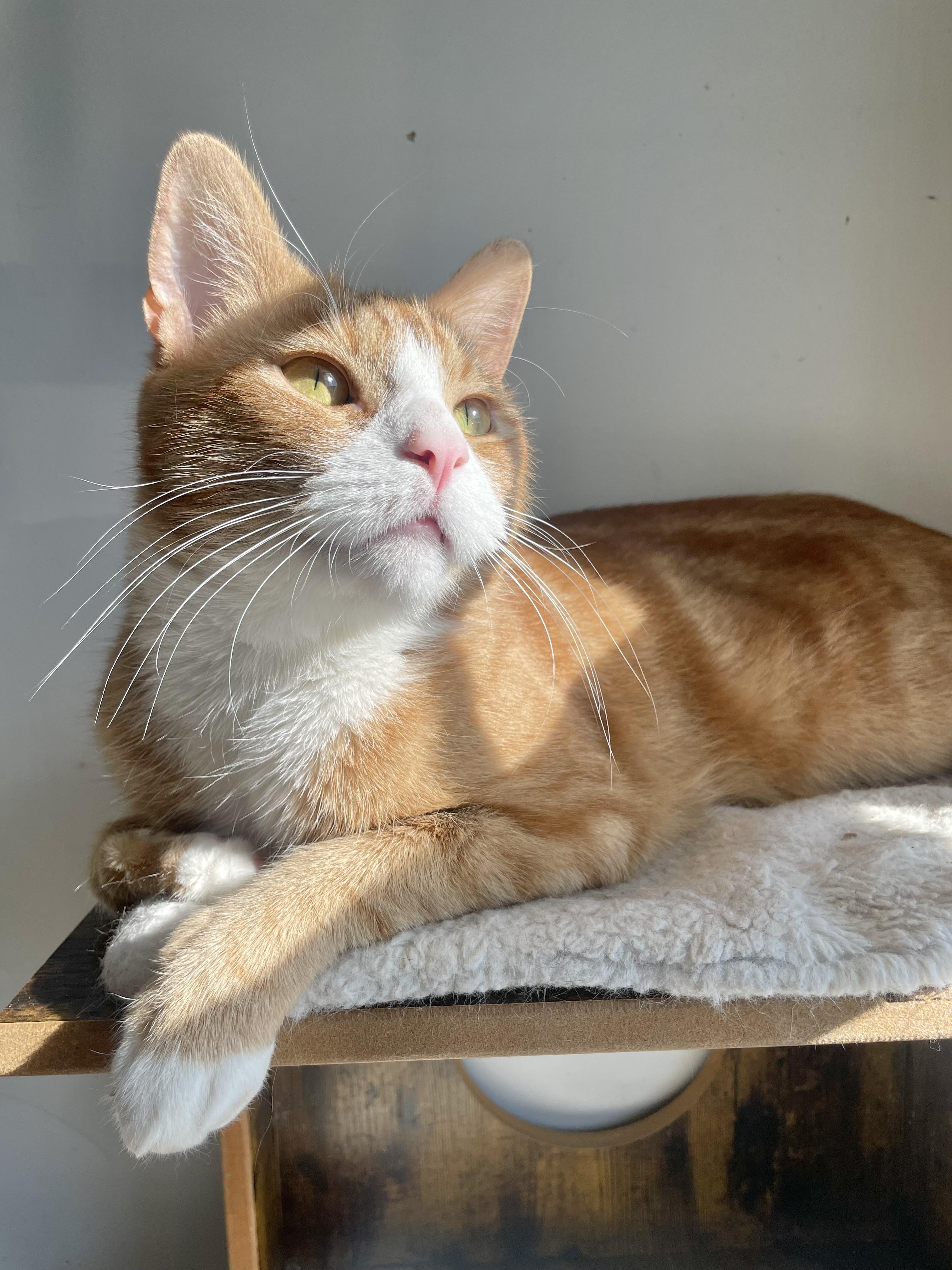 Barney, Adoptable, Adult Male Domestic Short Hair.