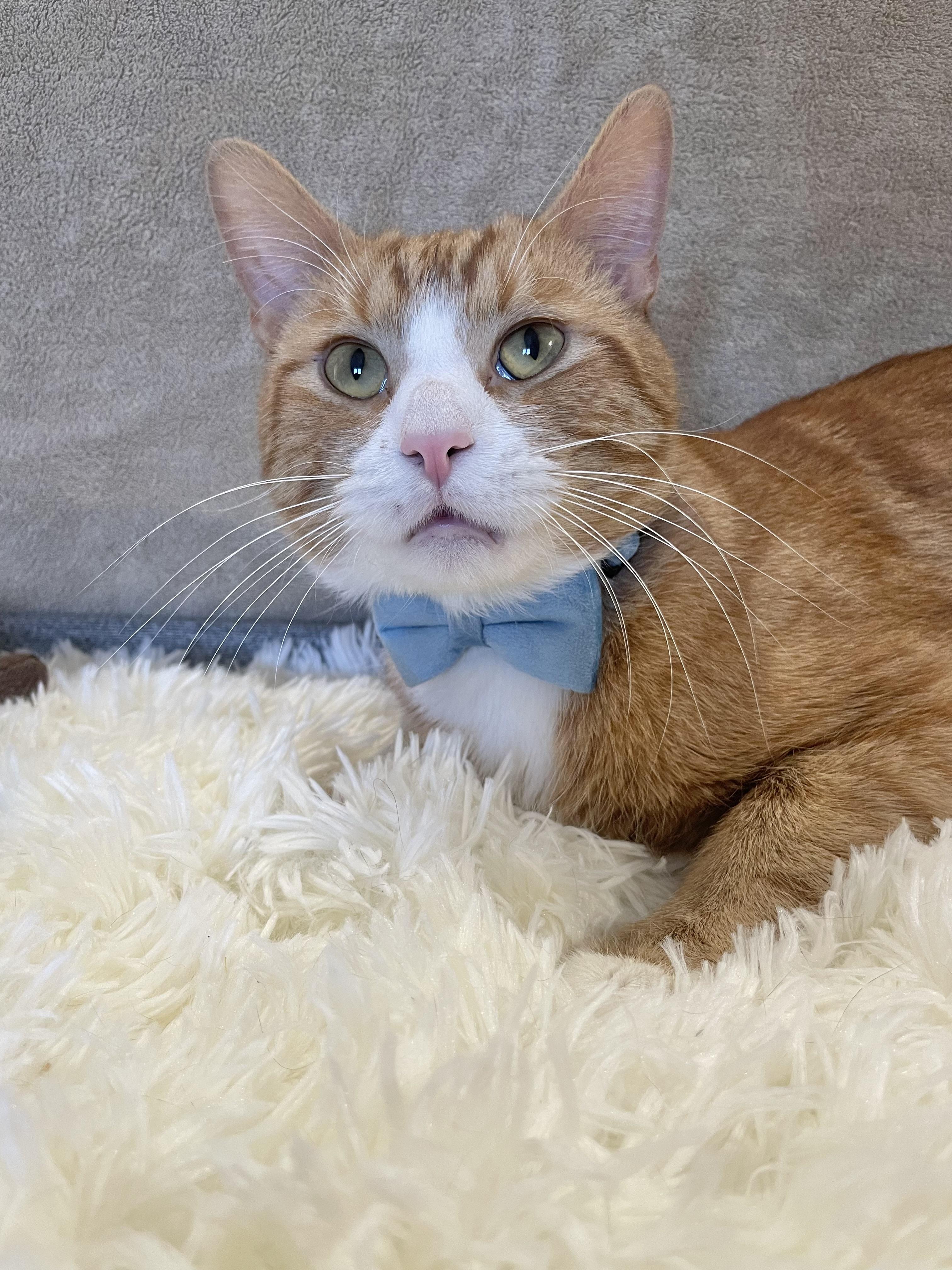 Barney, Adoptable, Adult Male Domestic Short Hair.