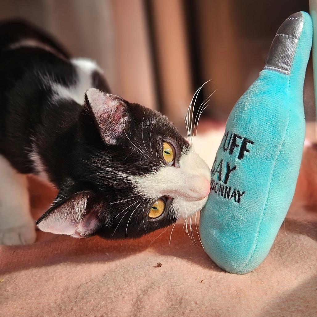 Neptune, Adoptable, Young Male Domestic Short Hair.