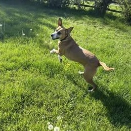 Enlarge Abigail, an adopted Mixed Breed in Watertown, WI image 6/6