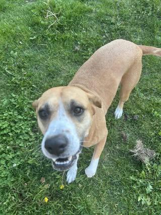Enlarge Abigail, an adopted Mixed Breed in Watertown, WI image 3/6