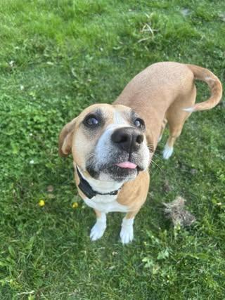 Enlarge Abigail, an adopted Mixed Breed in Watertown, WI image 4/6