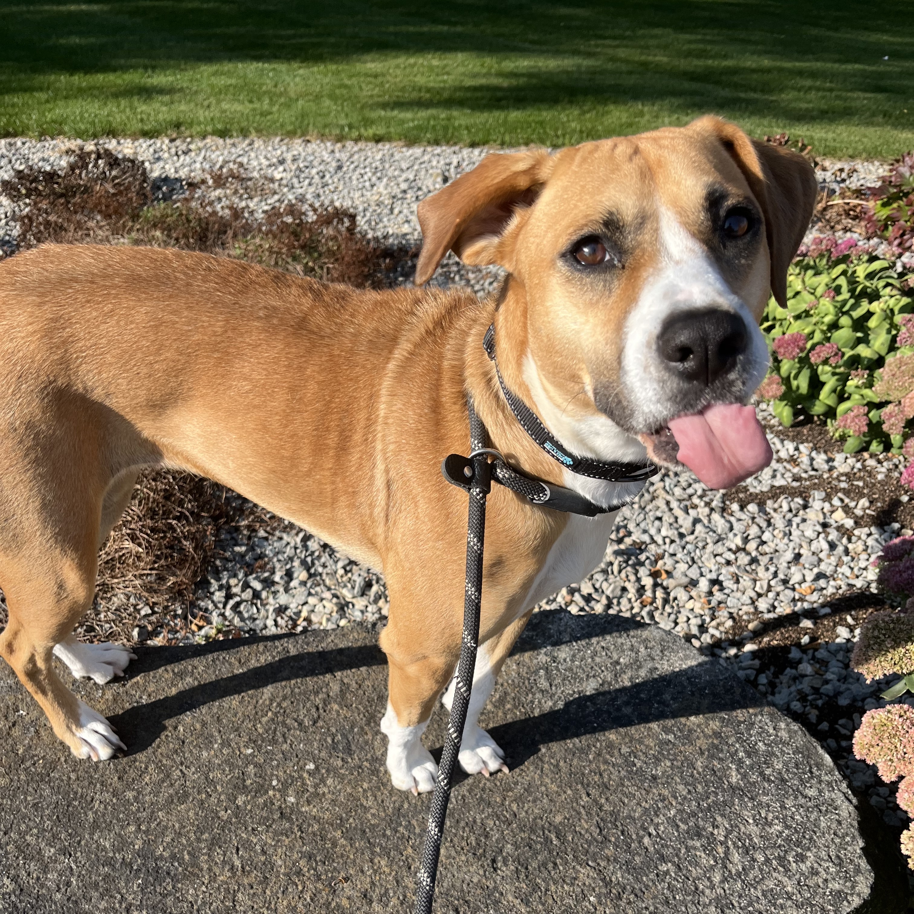 Enlarge Abigail, an adopted Mixed Breed in Watertown, WI image 5/6