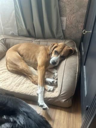 Enlarge Abigail, an adopted Mixed Breed in Watertown, WI image 2/6