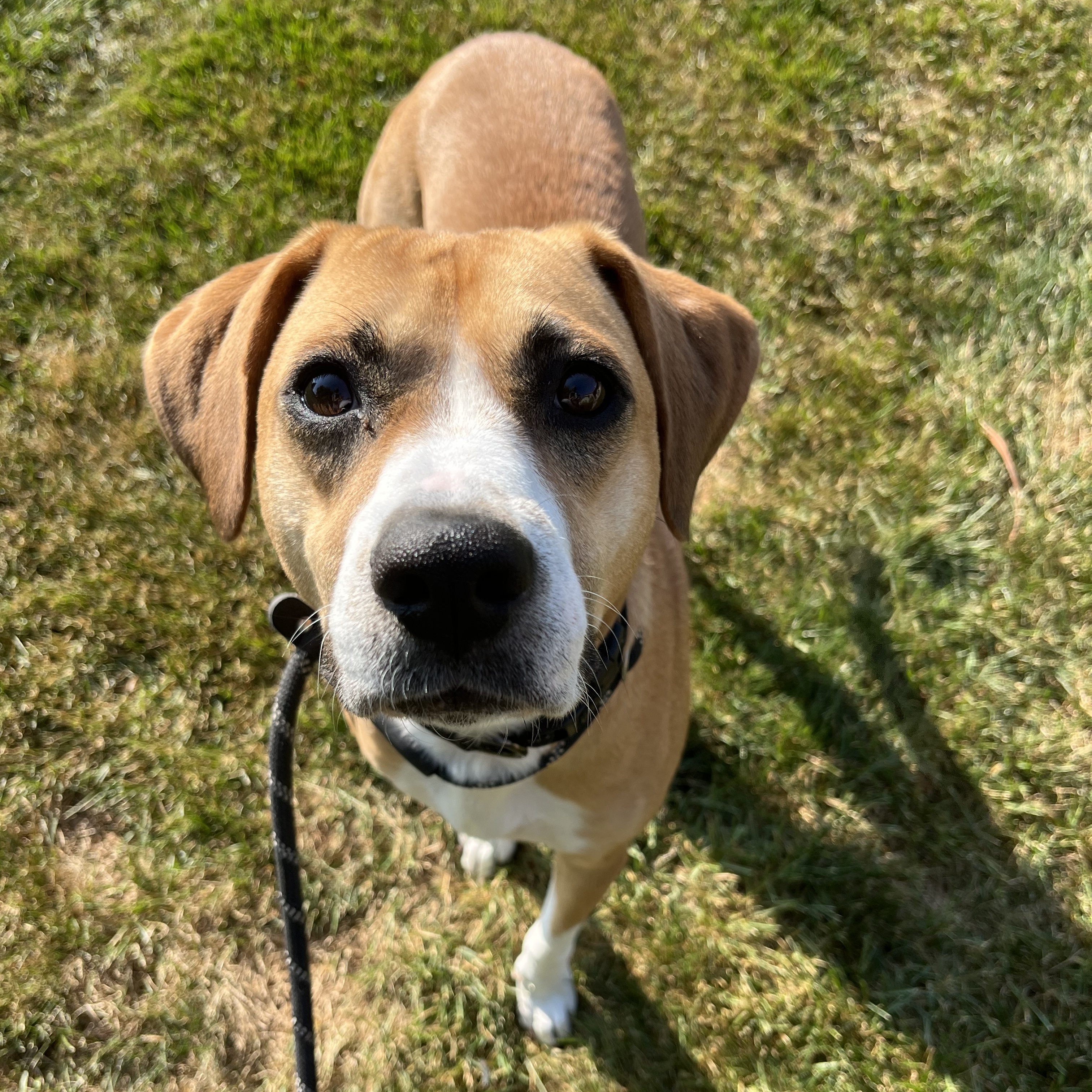 Abigail, adopted, Young Female Mixed Breed.