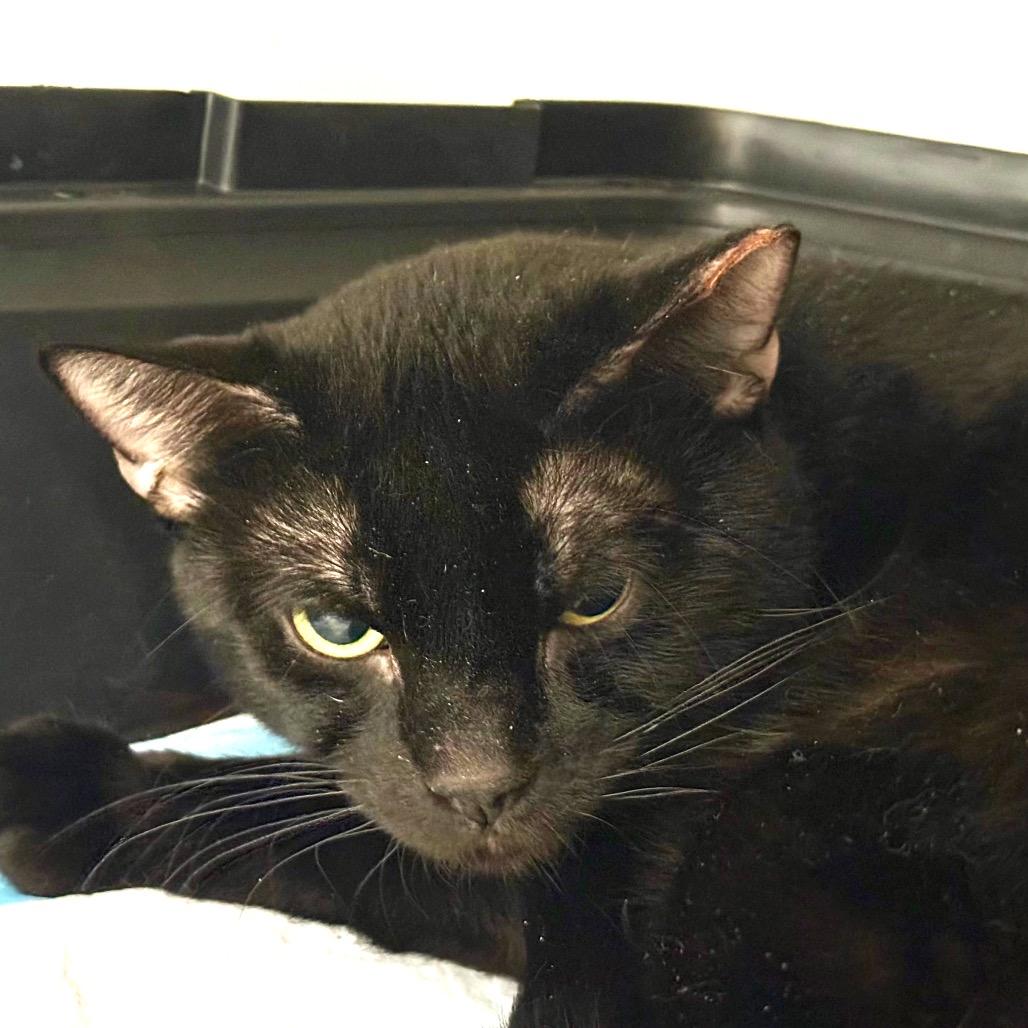 Tourmaline, Adoptable, Adult Male Domestic Short Hair.