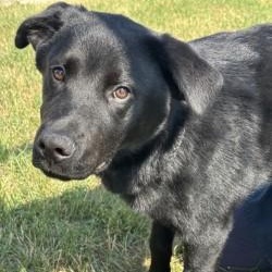 Enlarge Dazai, a Adopted mixed breed in Winnipeg, MB image 3/3