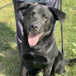 Enlarge Dazai, a Adopted mixed breed in Winnipeg, MB image 2/3