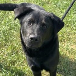 Dazai, Adopted, Young Male Labrador Retriever.