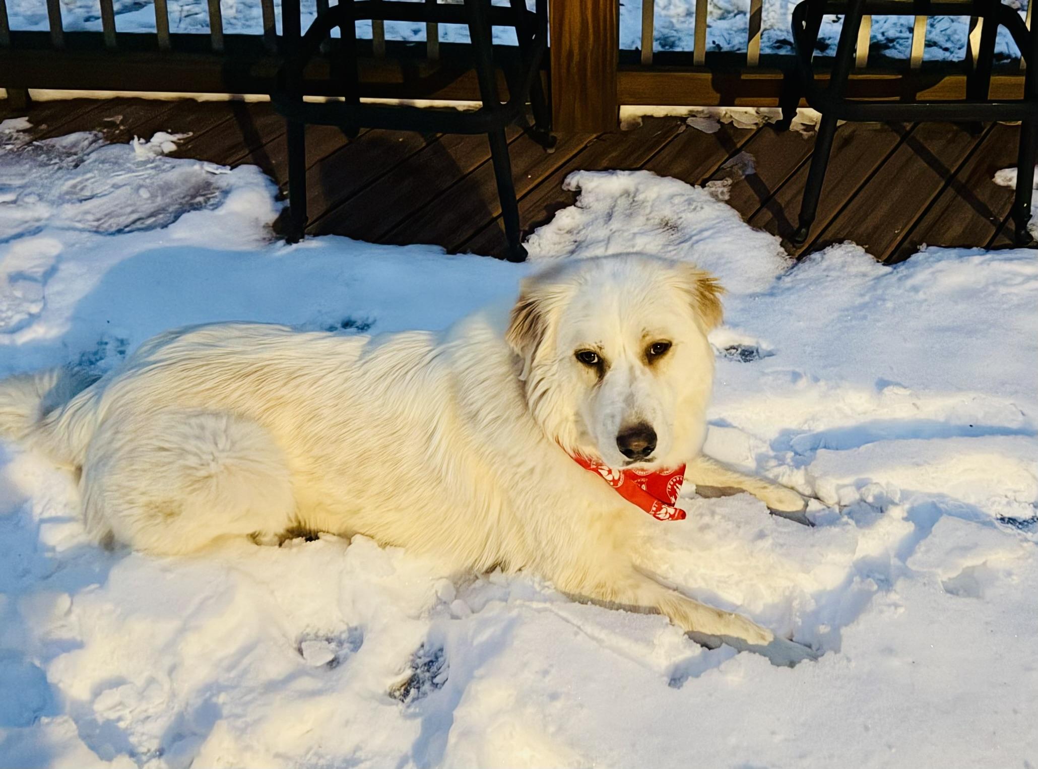 Stella, ADOPTABLE, Adult Female Great Pyrenees.