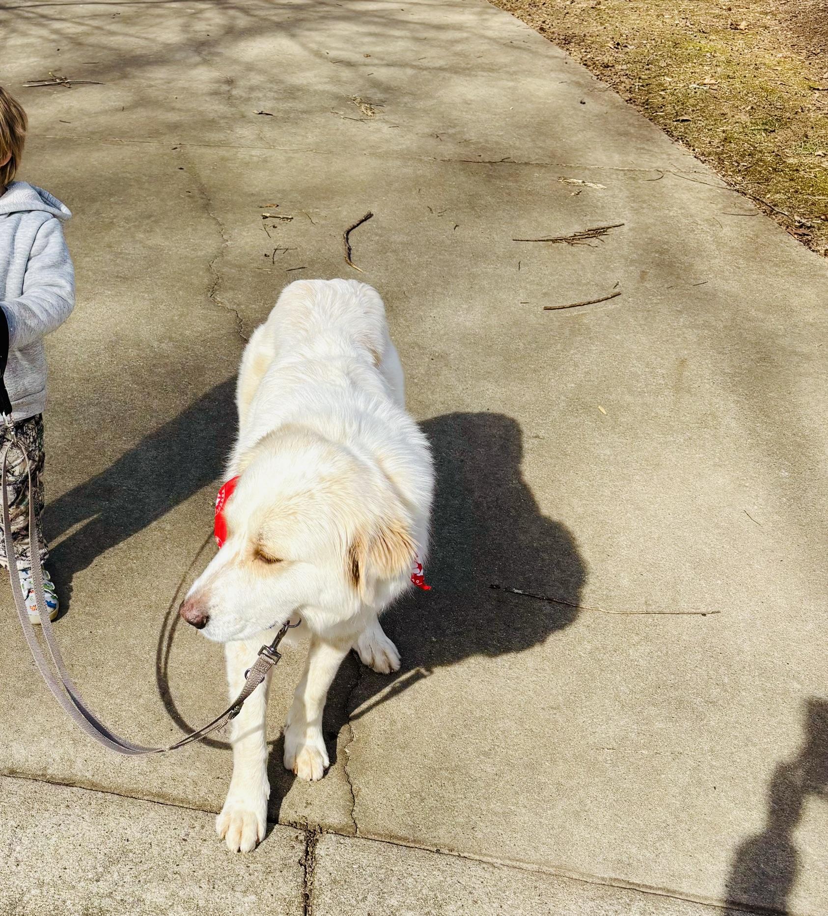 Enlarge Stella, a ADOPTABLE Great Pyrenees in Spartanburg, SC image 4/4