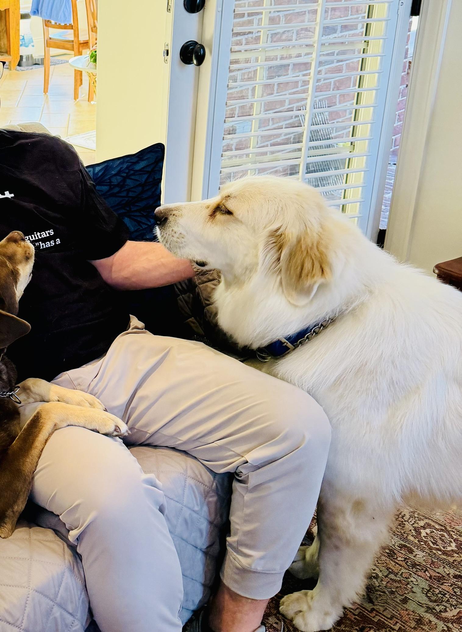 Enlarge Stella, a ADOPTABLE Great Pyrenees in Spartanburg, SC image 2/4