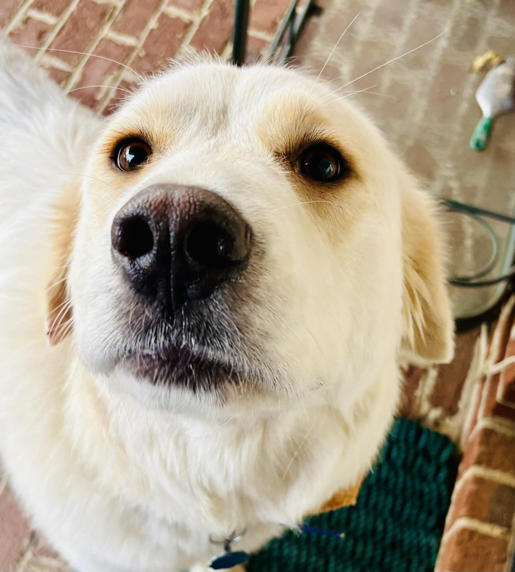 Enlarge Stella, a ADOPTABLE Great Pyrenees in Spartanburg, SC image 3/4