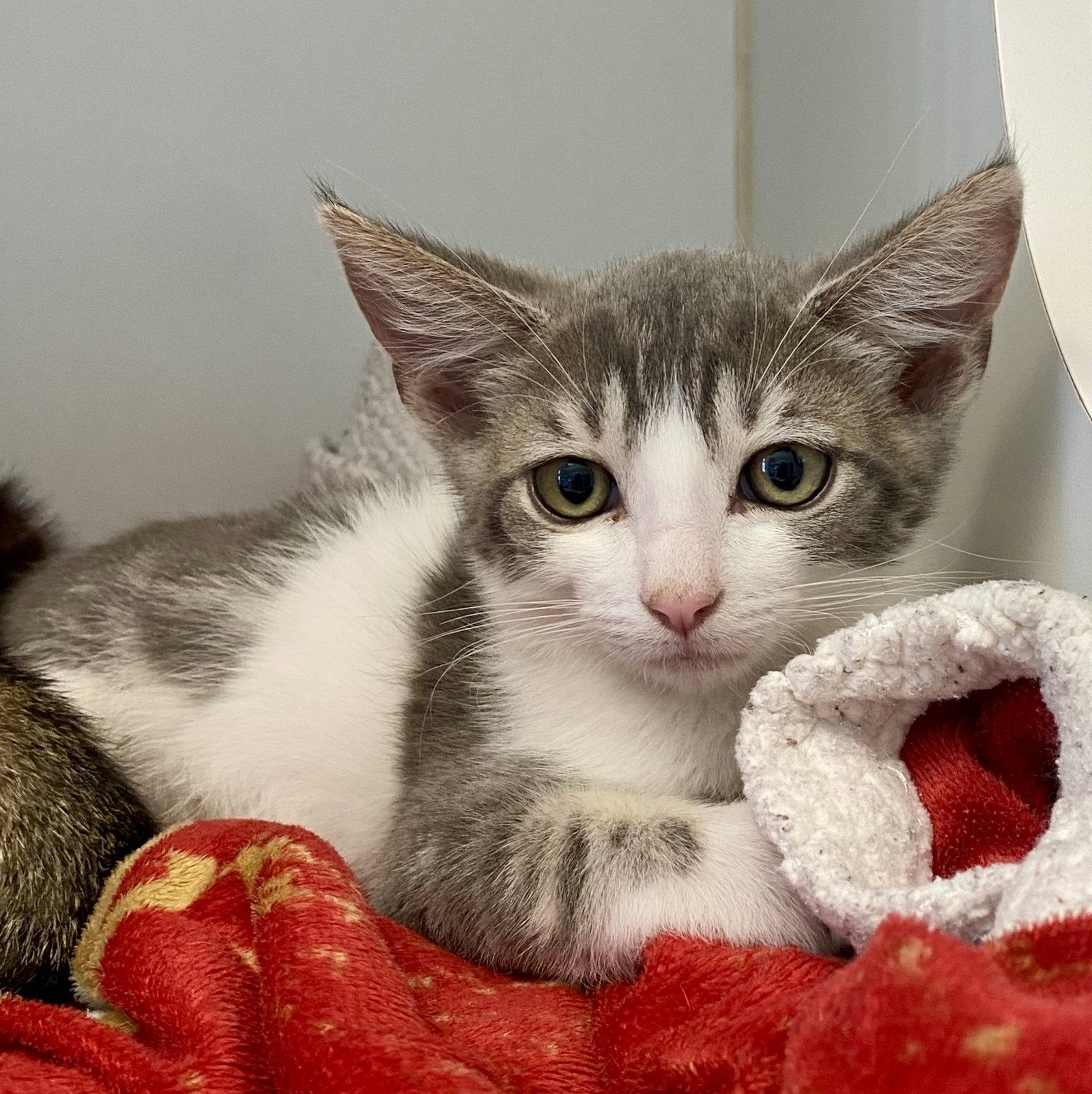 Enlarge Gwystyl, a Adopted Domestic Short Hair in Oakland, CA image 1/2