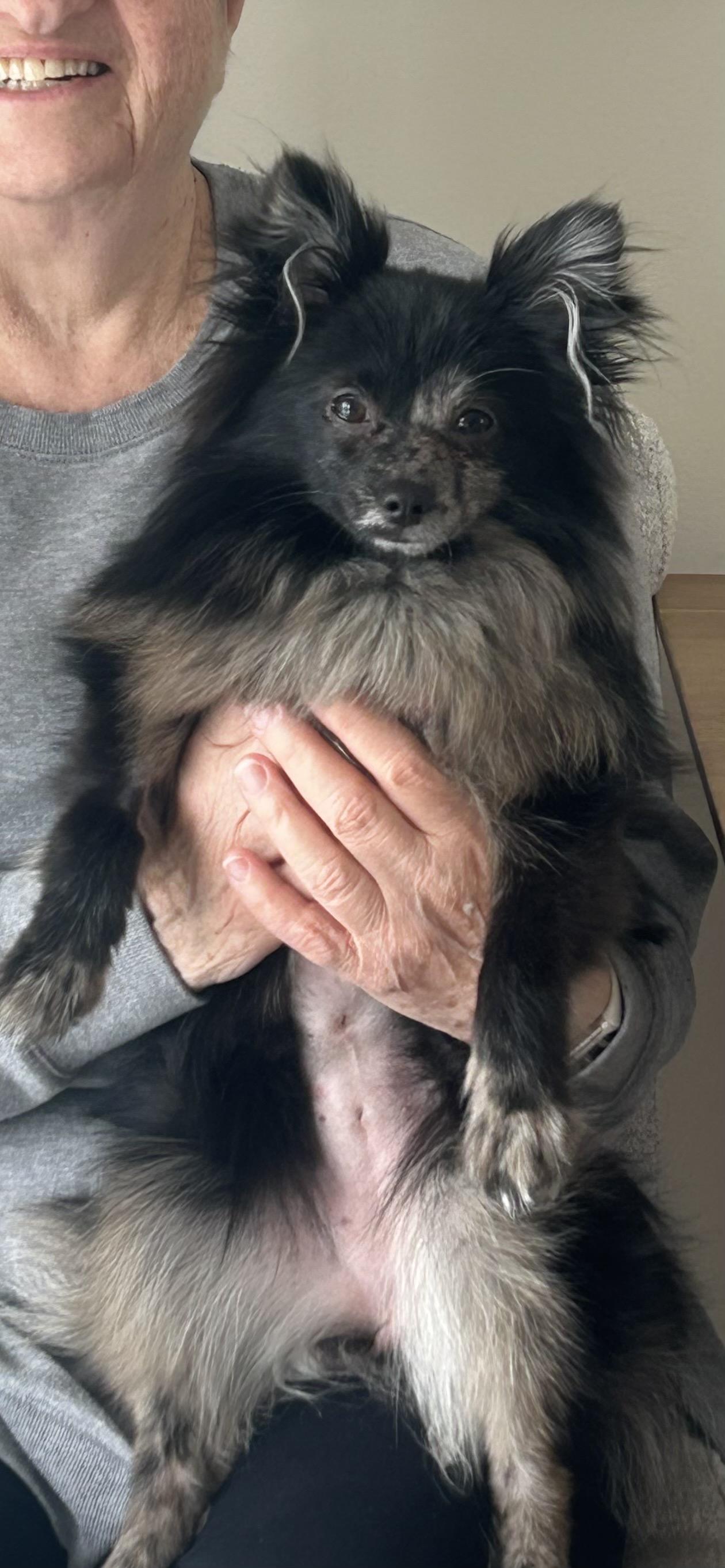 Enlarge Kookie *NEW!*, a ADOPTABLE Pomeranian in Niagara Falls, ON image 3/3