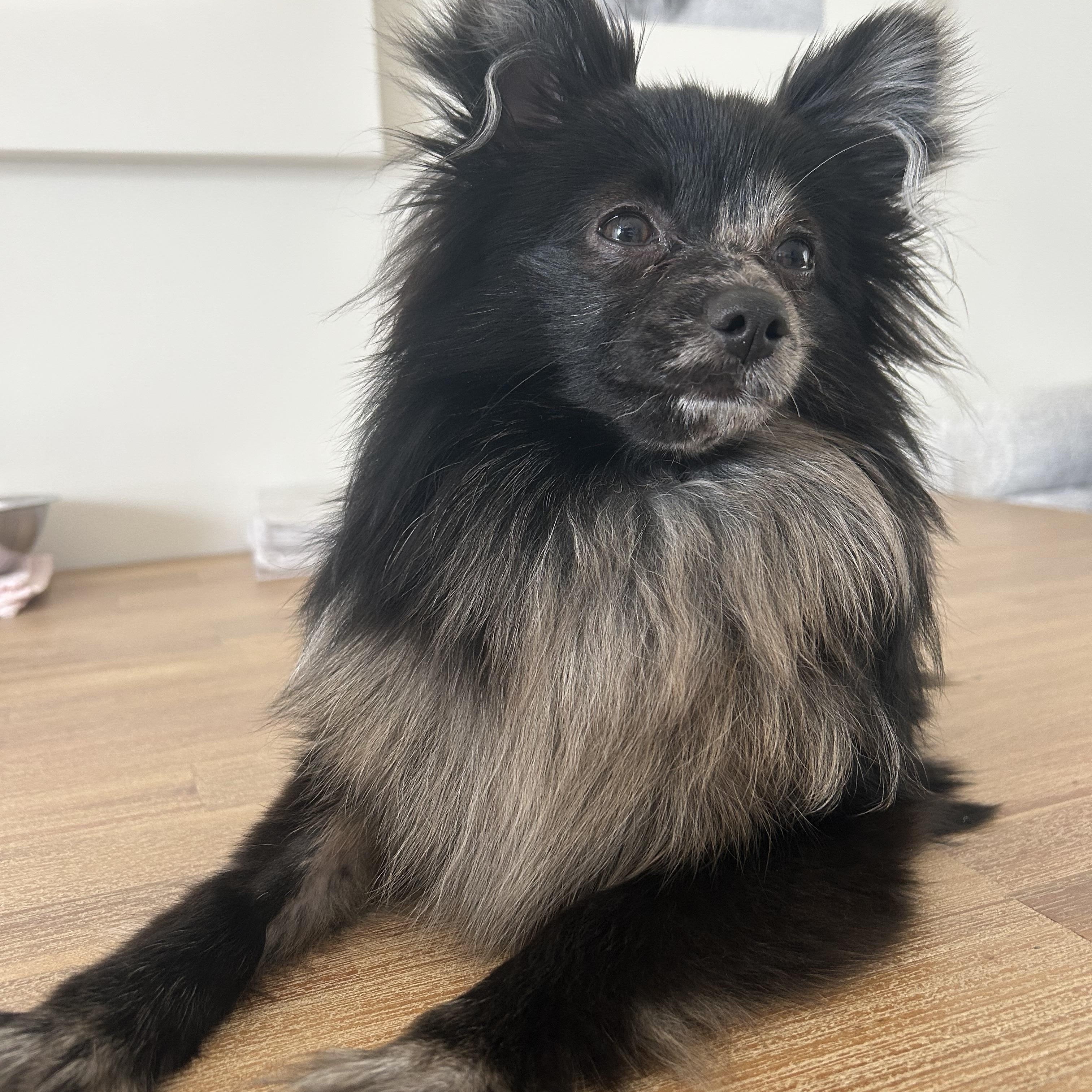 Enlarge Kookie *NEW!*, a ADOPTABLE Pomeranian in Niagara Falls, ON image 1/3