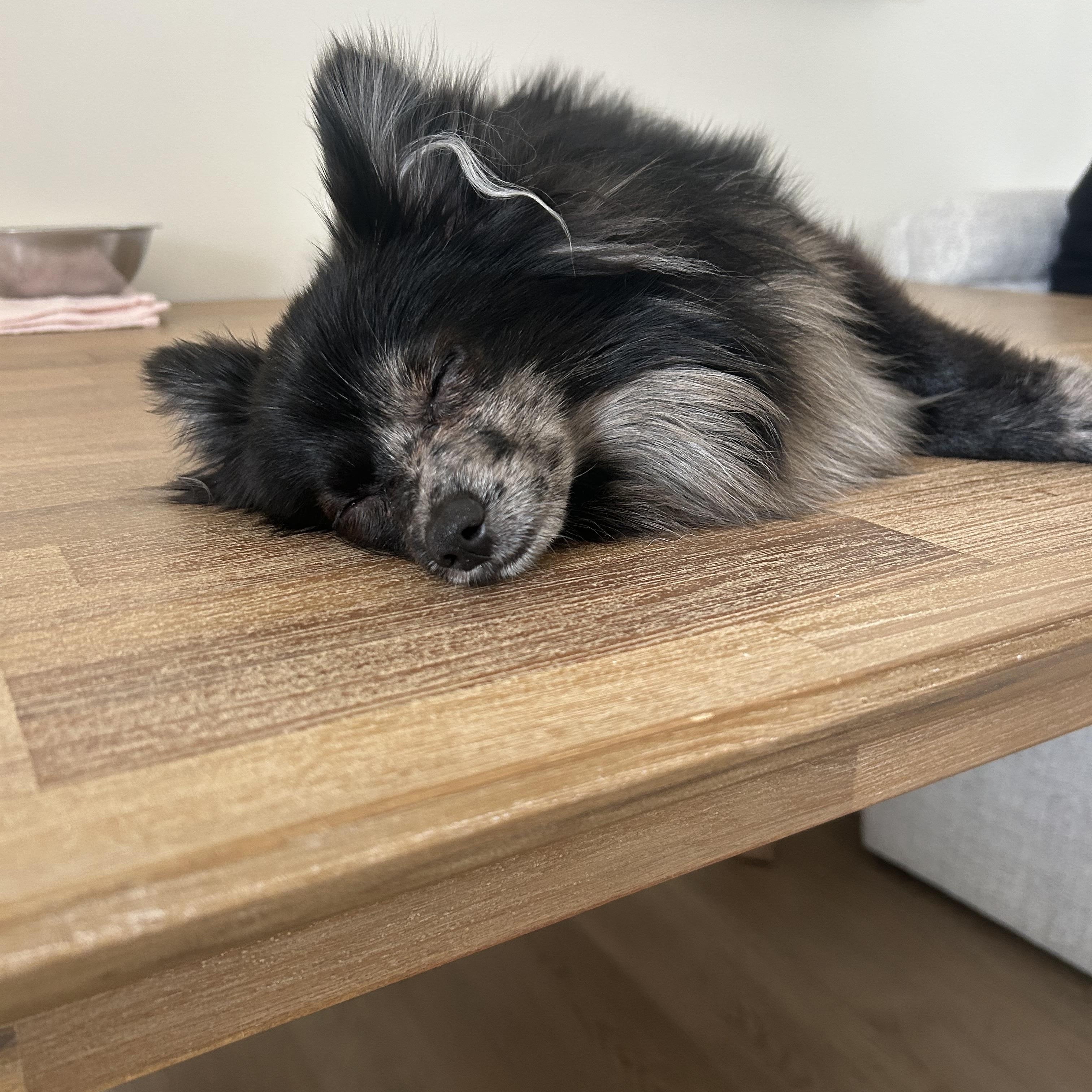 Enlarge Kookie *NEW!*, a ADOPTABLE Pomeranian in Niagara Falls, ON image 2/3