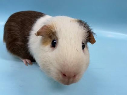 Bobby, Adoptable, Adult Male Guinea Pig & Guinea Pig.