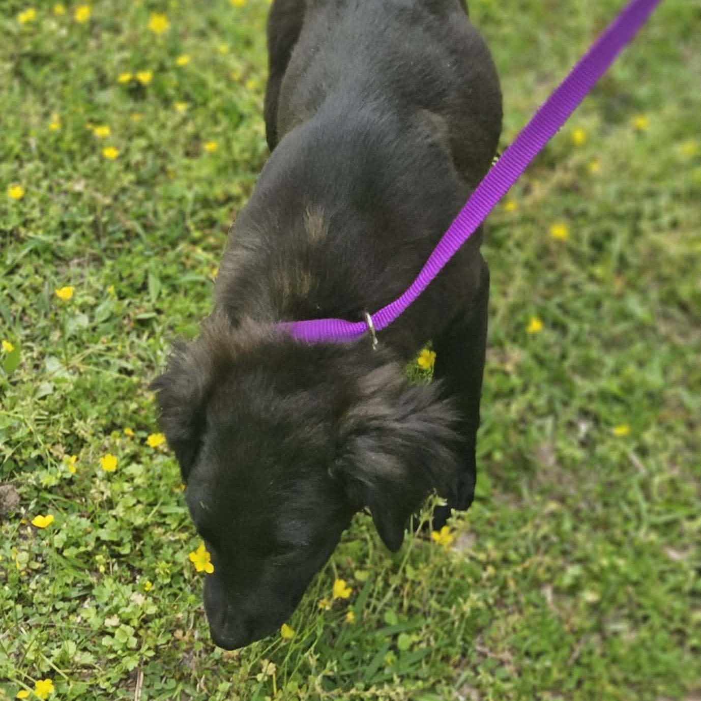 Enlarge Jaylon, a ADOPTABLE mixed breed in Bethpage, NY image 4/4