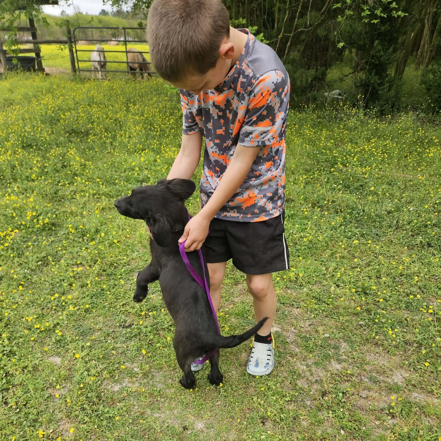 Enlarge Jaylon, a ADOPTABLE mixed breed in Bethpage, NY image 3/4