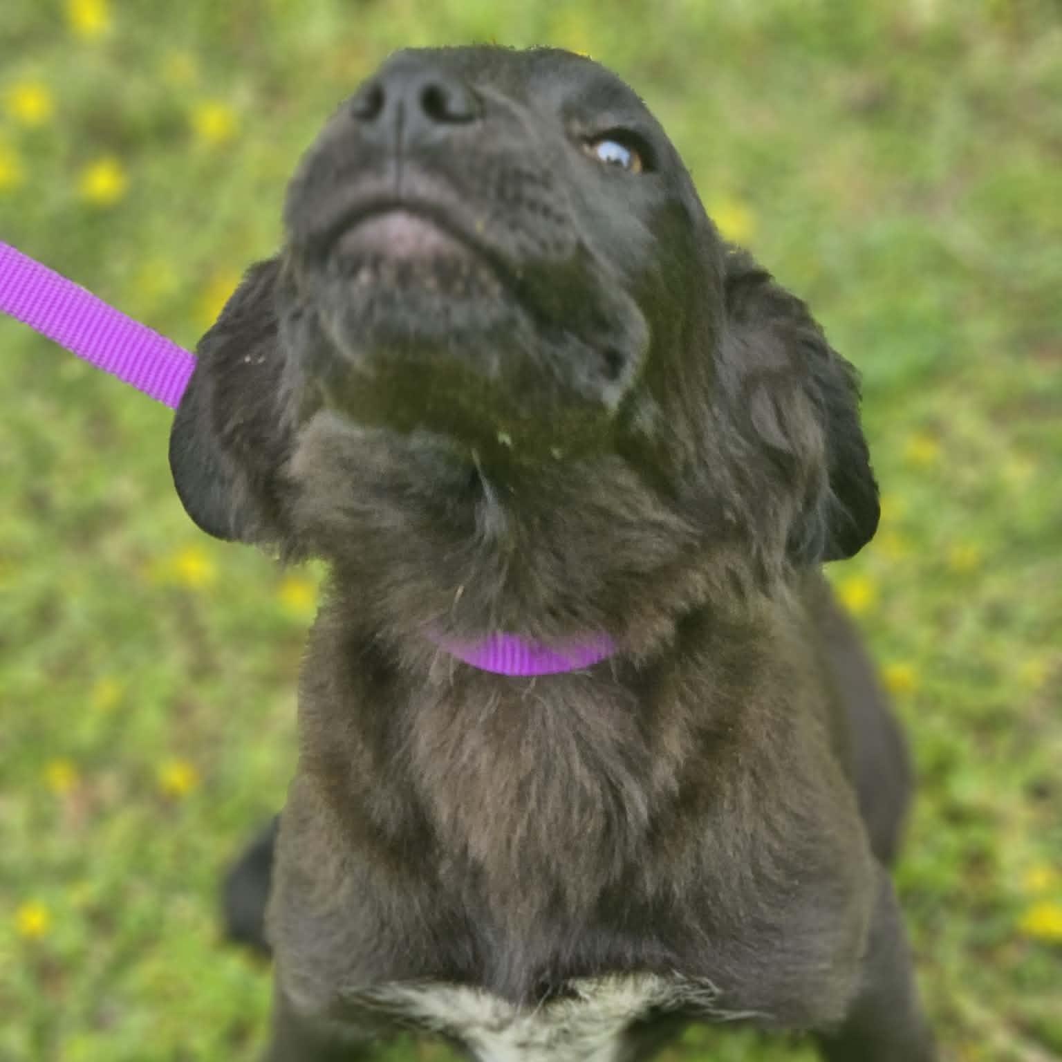 Enlarge Jaylon, a ADOPTABLE mixed breed in Bethpage, NY image 2/4