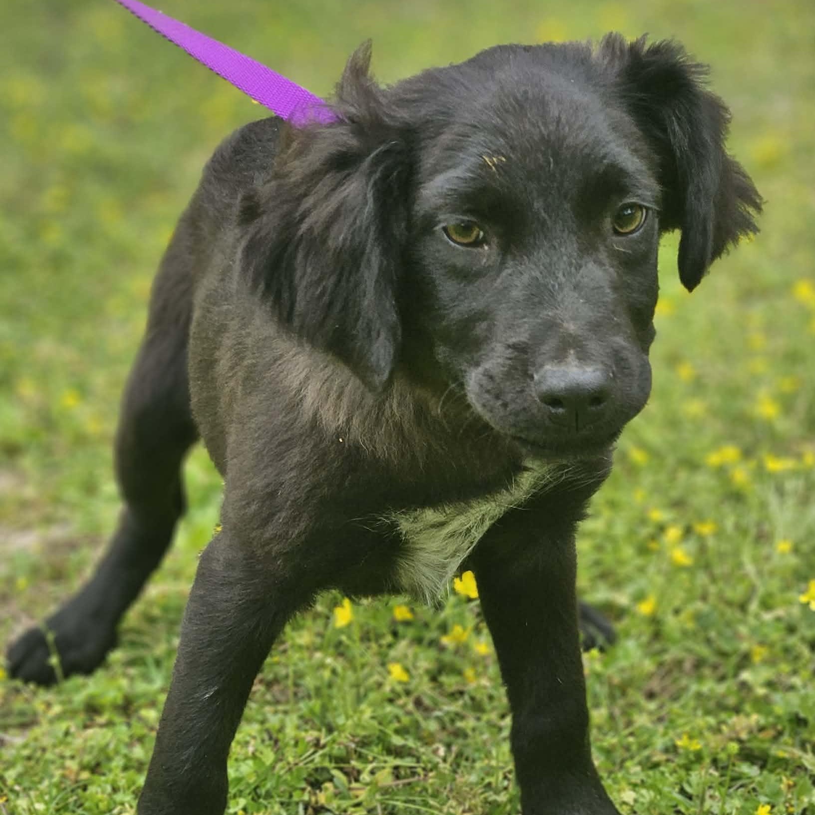 Jaylon, ADOPTABLE, Puppy Male Labrador Retriever & Spaniel.