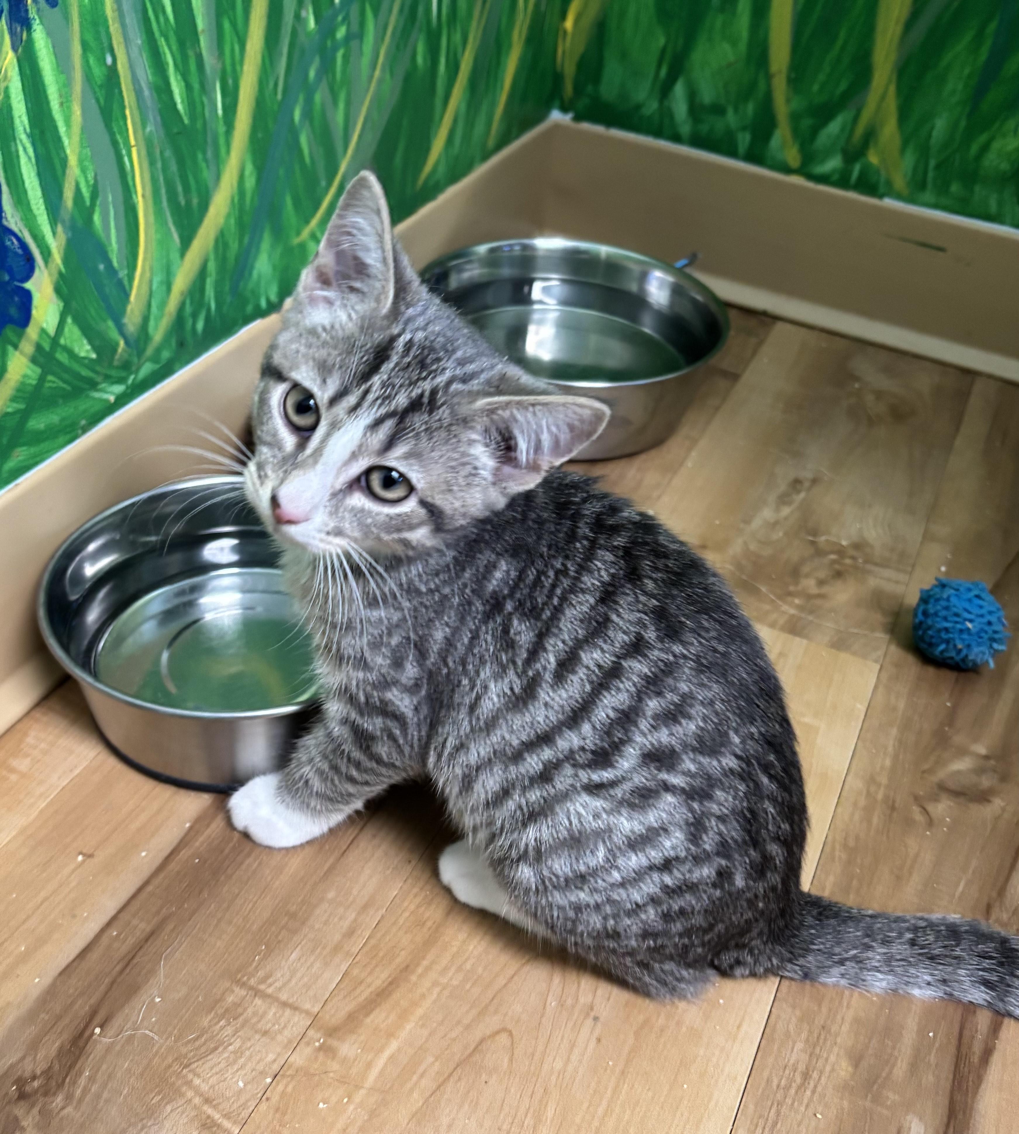 Enlarge Ash, a Adoptable Domestic Short Hair in Towanda, PA image 1/1