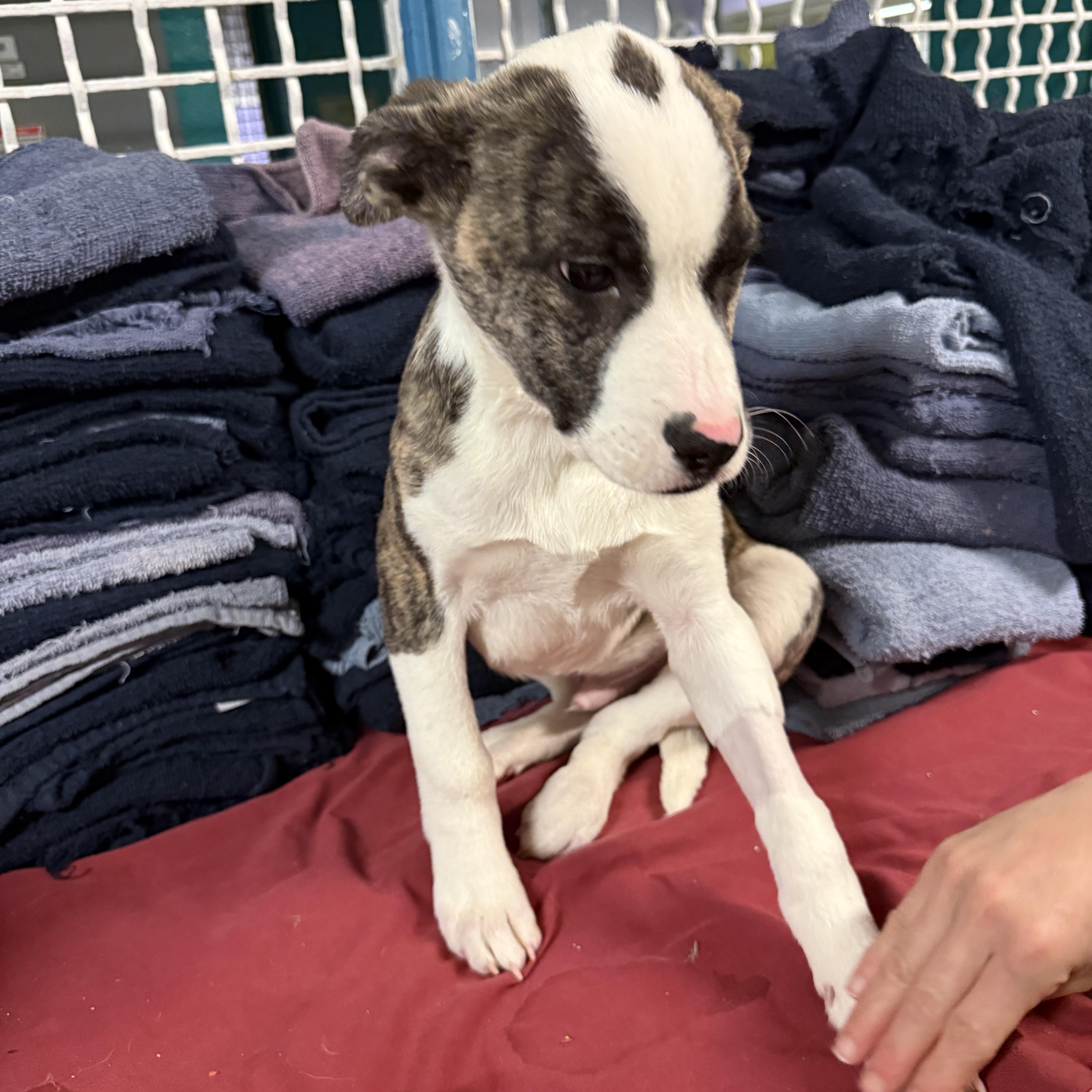 Enlarge 4375G, an adopted Mixed Breed in Phoenix, AZ image 3/3