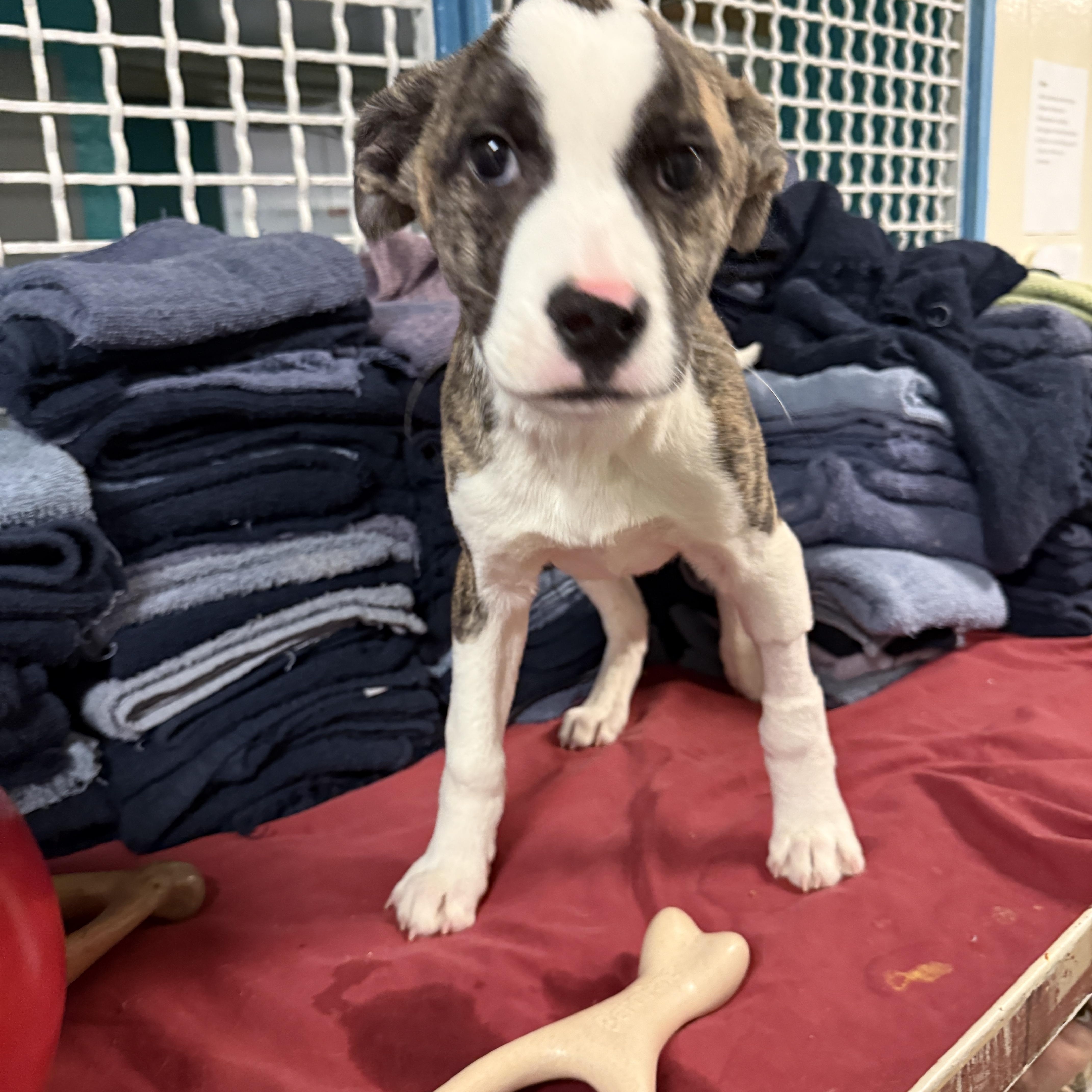 Enlarge 4375G, an adopted Mixed Breed in Phoenix, AZ image 2/3