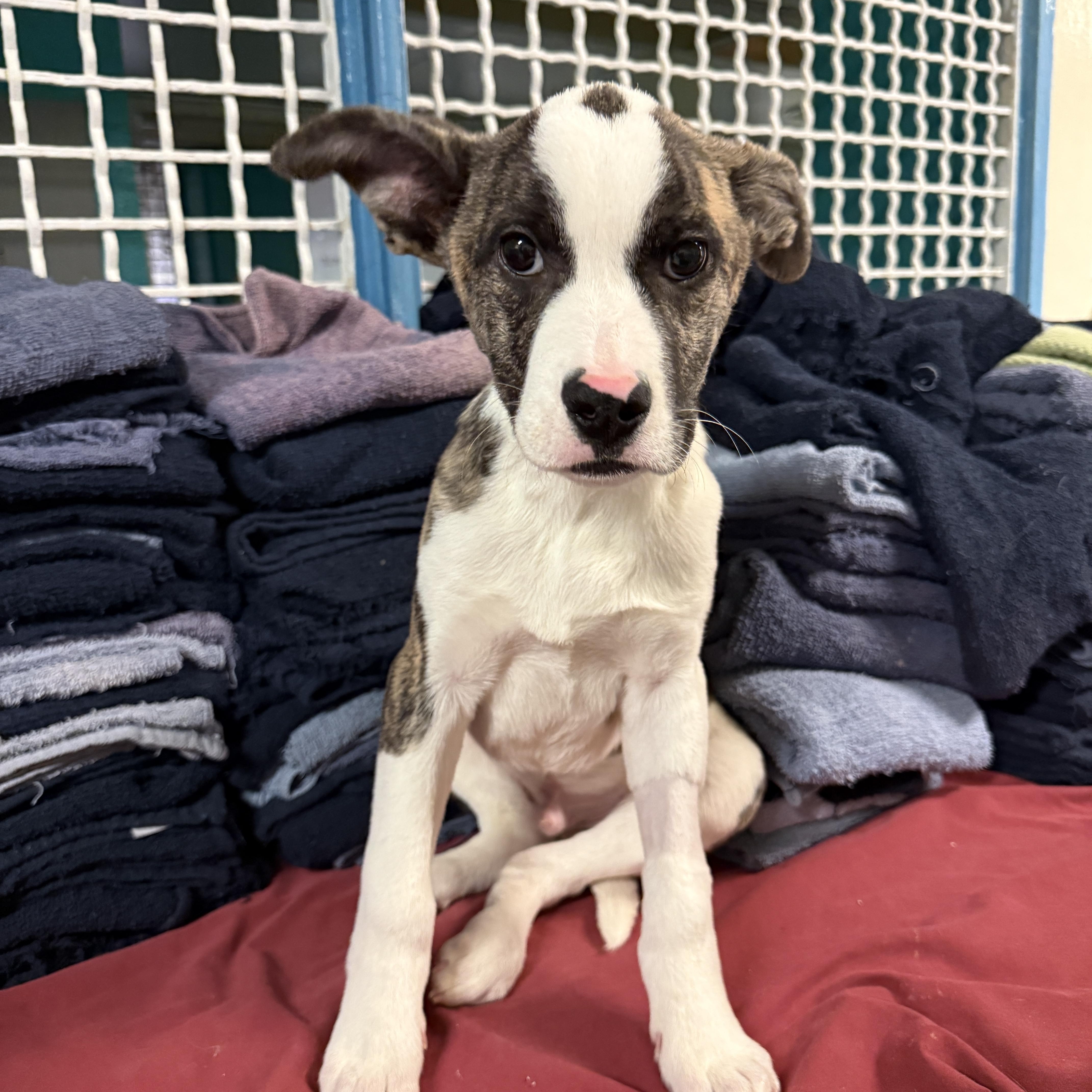 4375G, adopted, Puppy Male Mixed Breed.