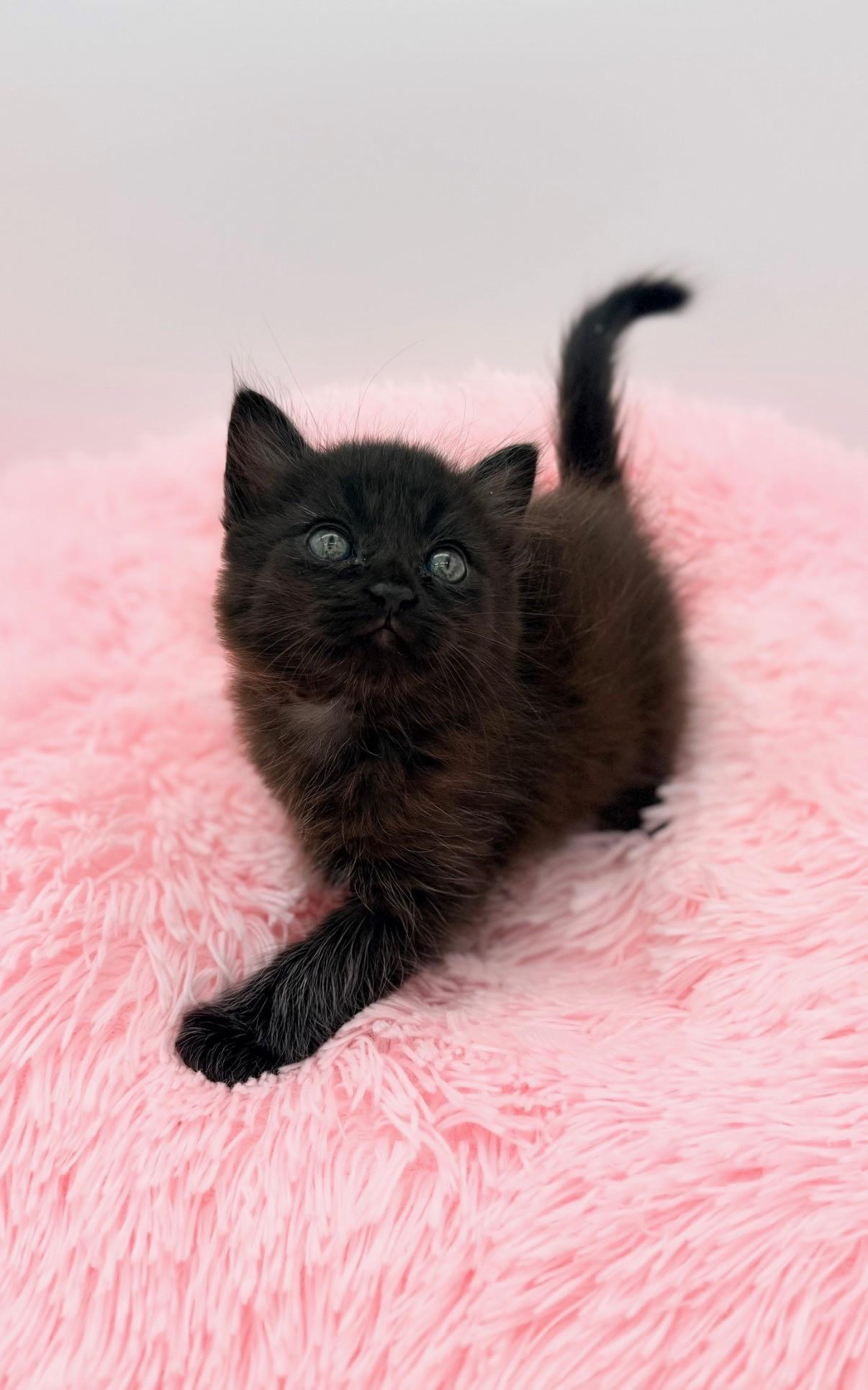 Ginkgo, an adopted Maine Coon in Covington, LA image 5/6
