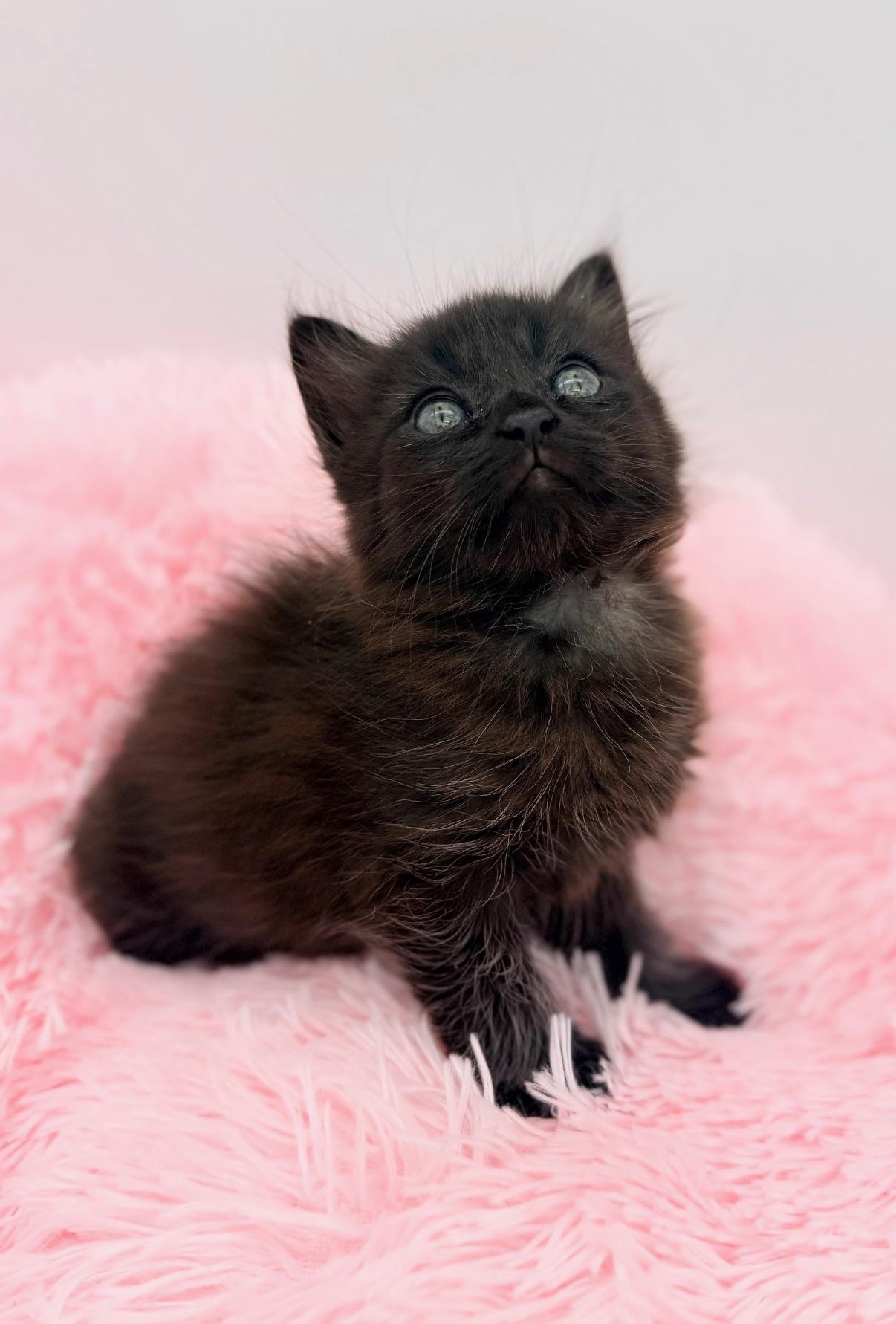 Ginkgo, an adopted Maine Coon in Covington, LA image 6/6