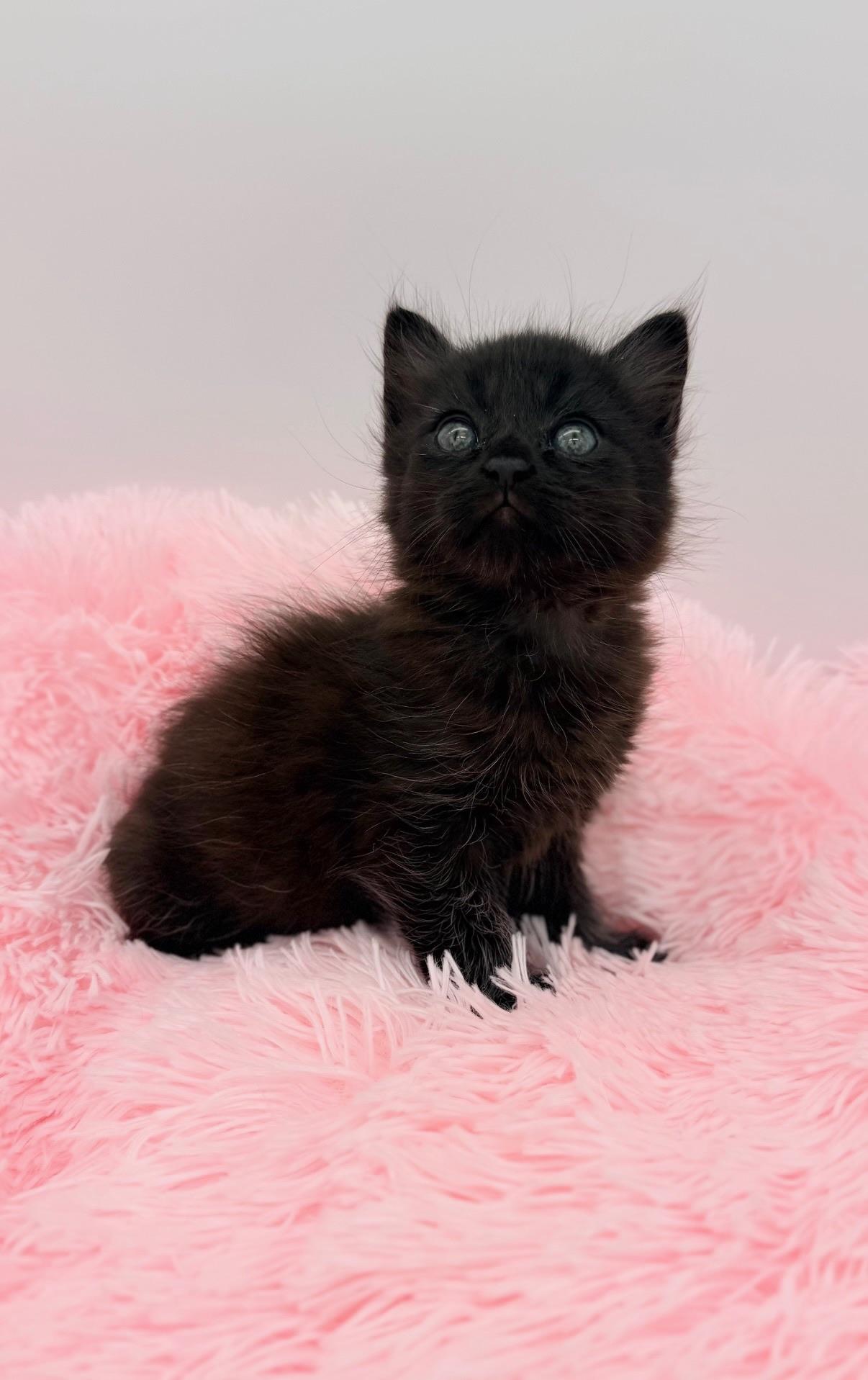 Ginkgo, an adopted Maine Coon in Covington, LA image 3/6