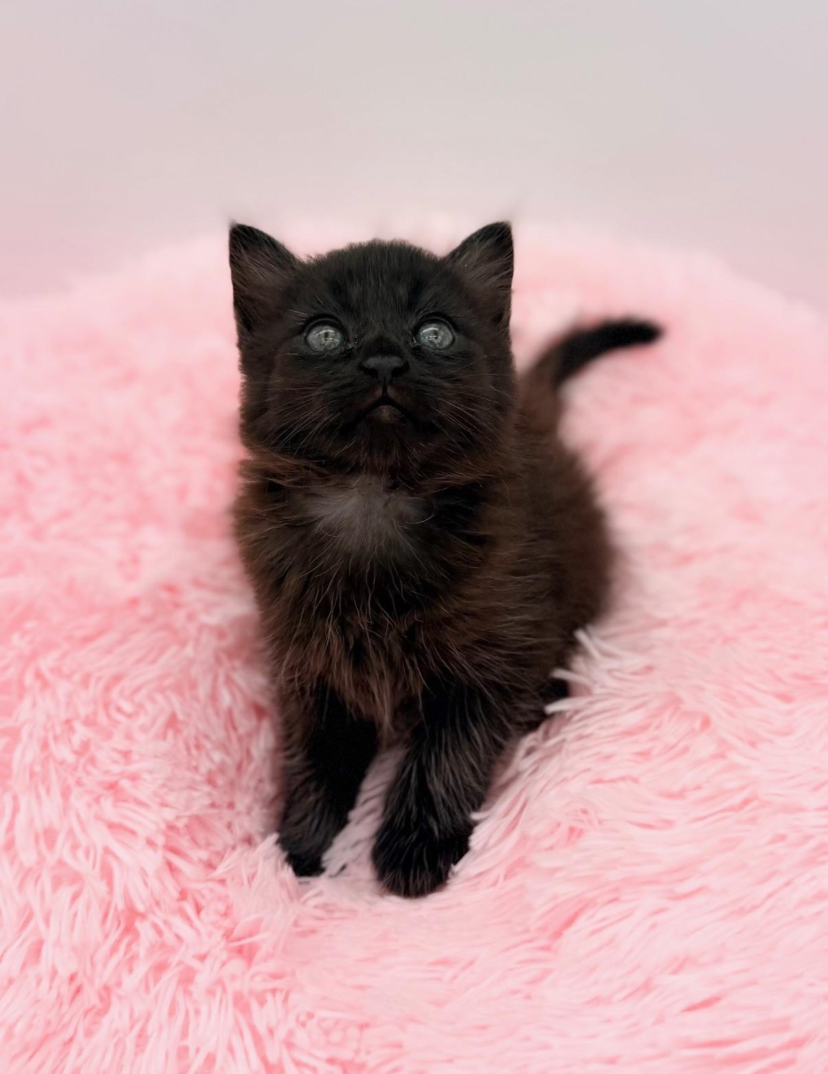 Ginkgo, adopted, Kitten Male Maine Coon.