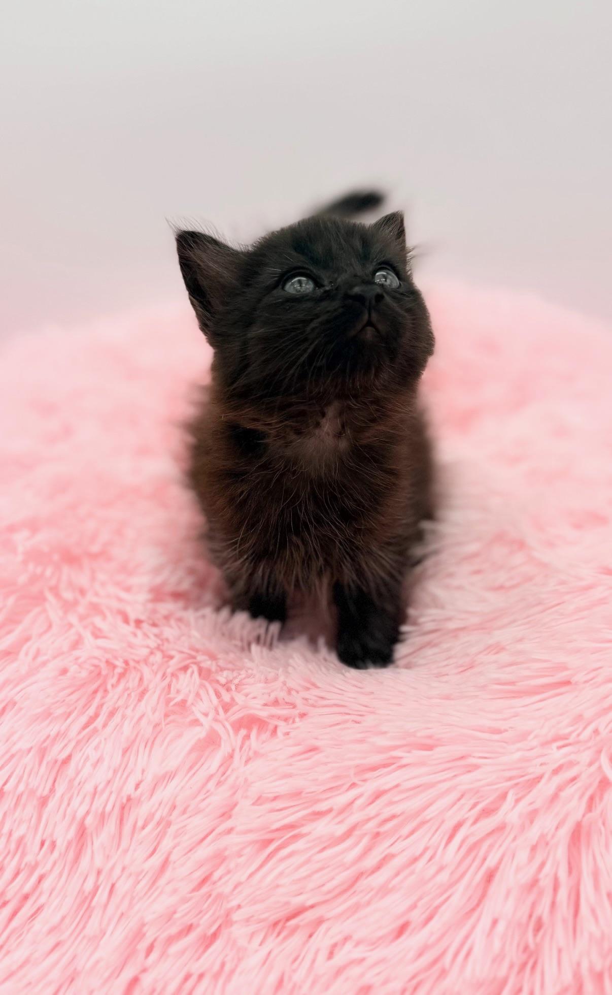 Ginkgo, an adopted Maine Coon in Covington, LA image 4/6