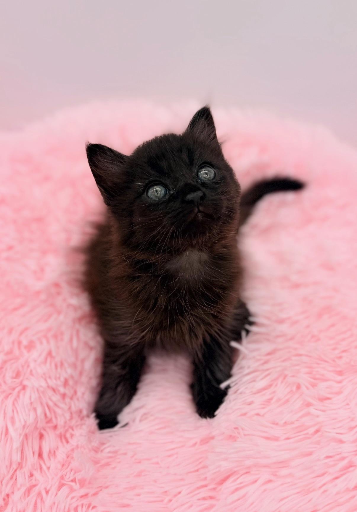 Ginkgo, an adopted Maine Coon in Covington, LA image 2/6