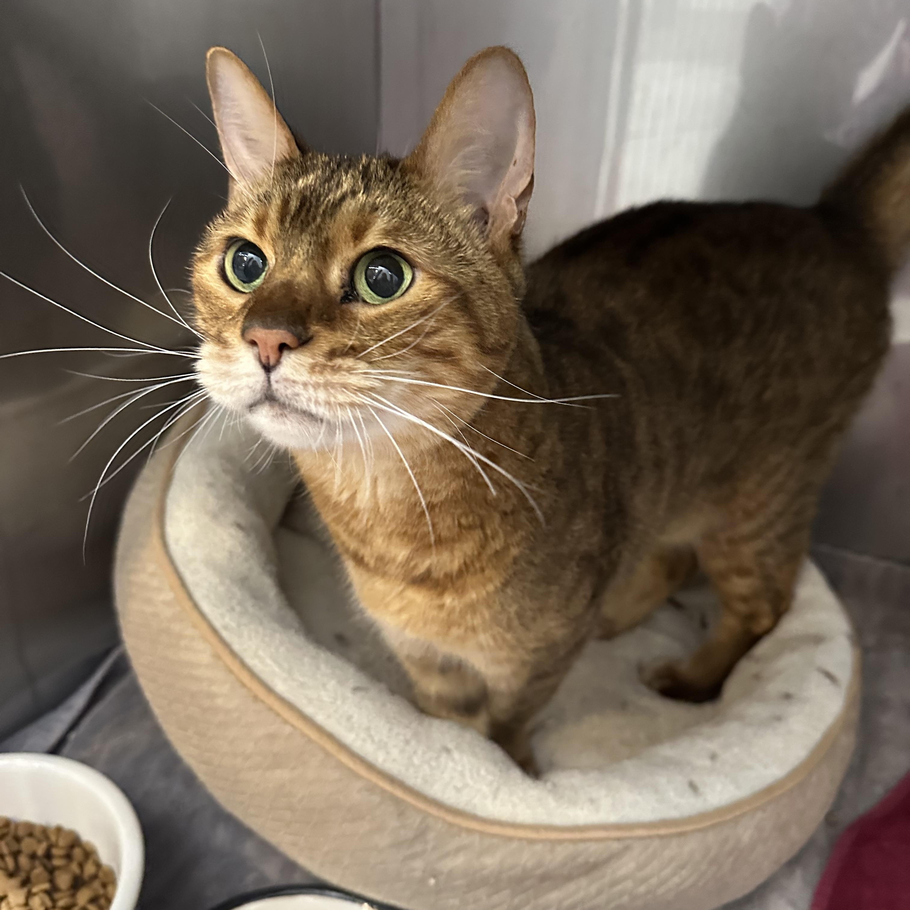 Oscar, Adopted, Adult Male Bengal.