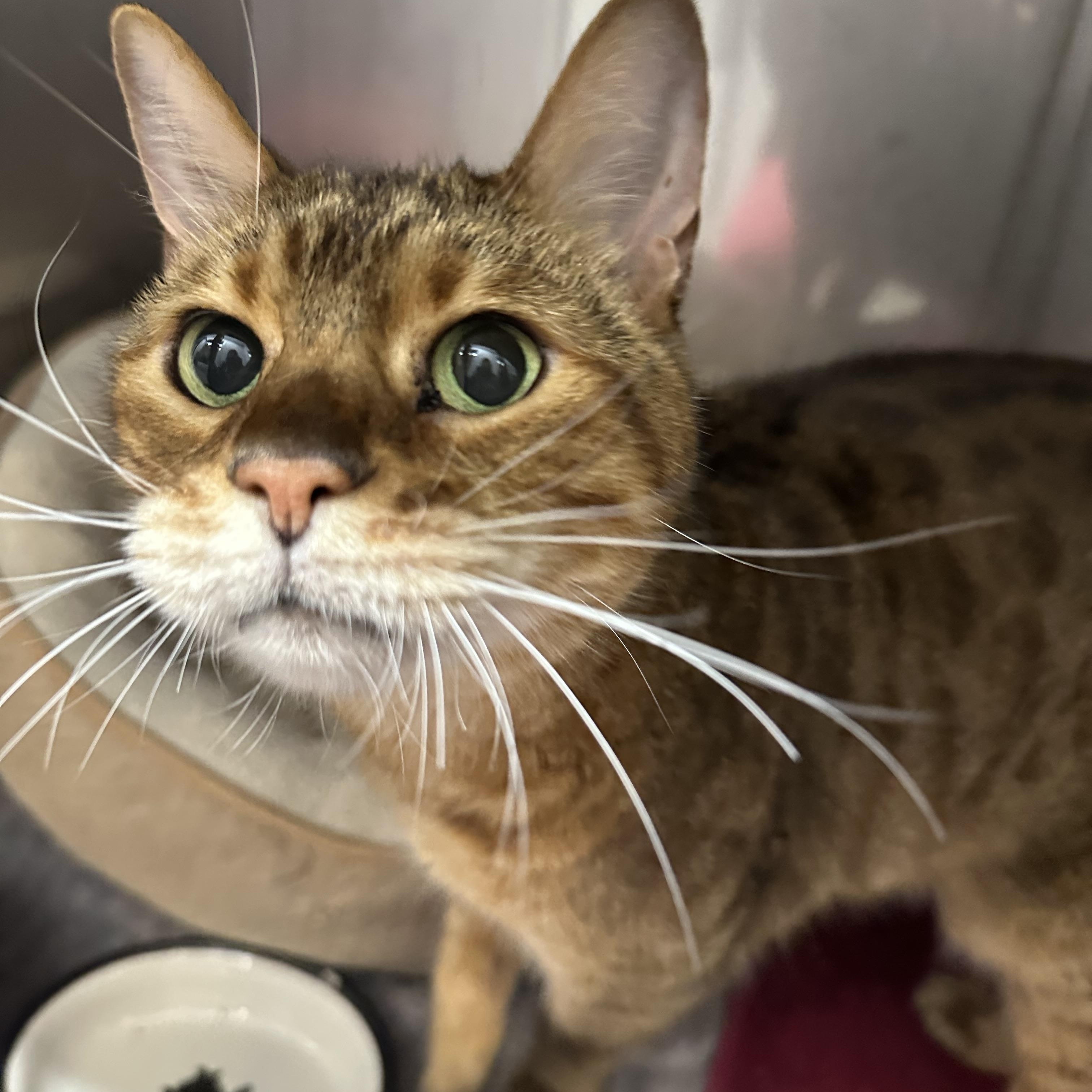 Oscar, a Adopted Bengal in Jaffrey, NH image 2/2