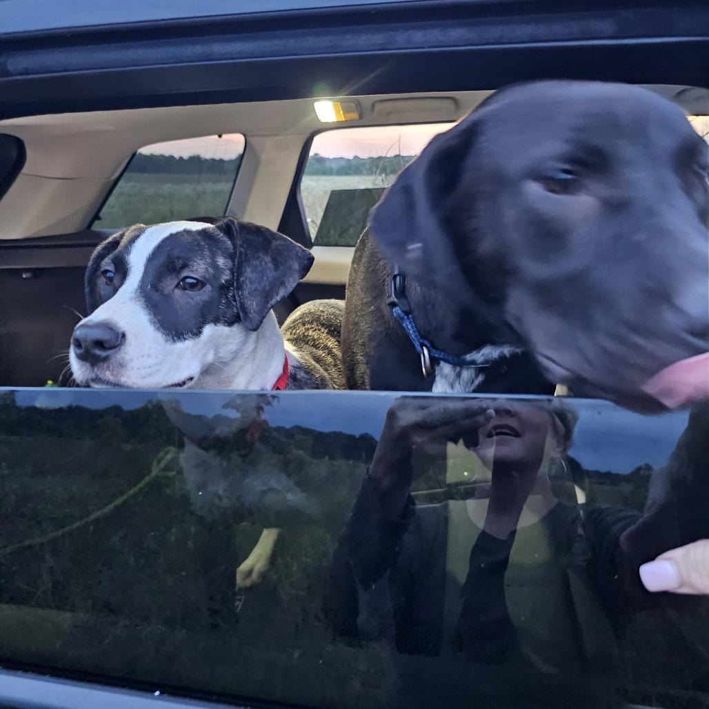 Ellie, Adoptable, Young Female Mixed Breed.