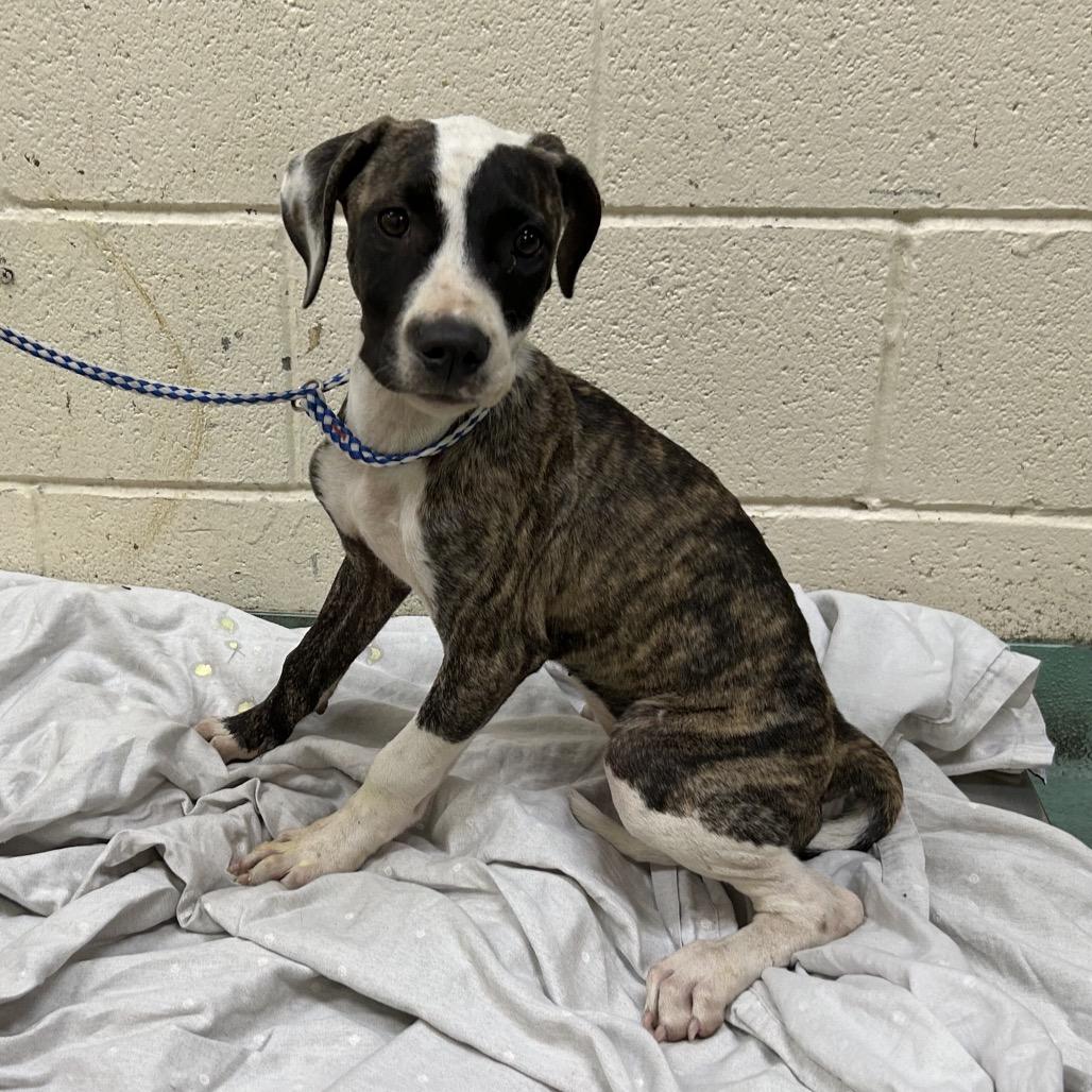 Enlarge Ellie, a Adoptable Mixed Breed in Memphis, TN image 2/6