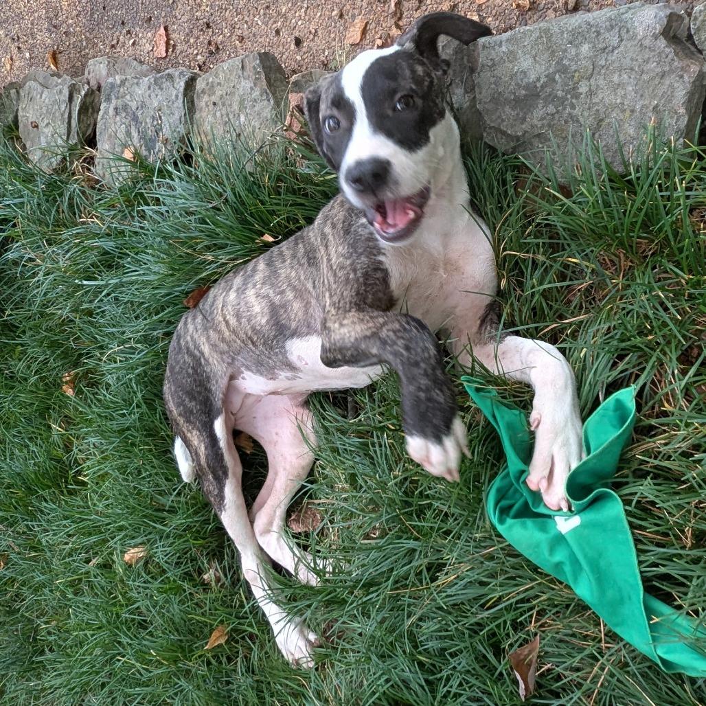 Enlarge Ellie, a Adoptable Mixed Breed in Memphis, TN image 3/6