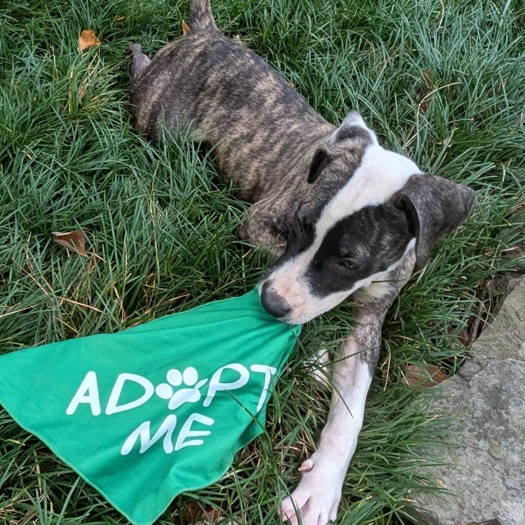 Enlarge Ellie, a Adoptable Mixed Breed in Memphis, TN image 5/6