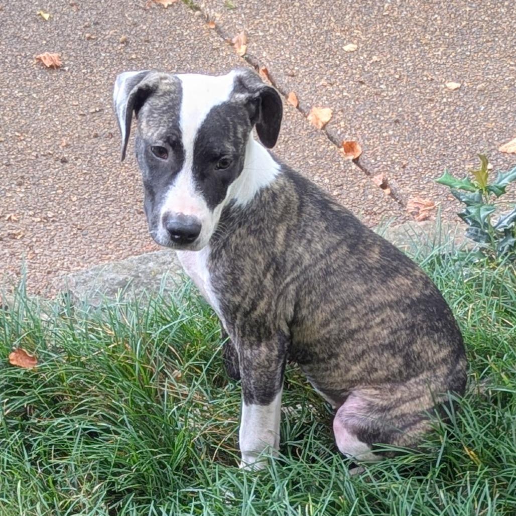 Enlarge Ellie, a Adoptable Mixed Breed in Memphis, TN image 6/6