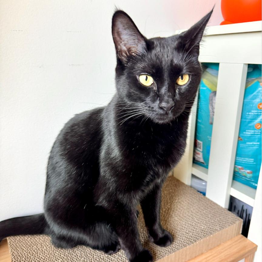 Indya, Adoptable, Adult Female Domestic Short Hair & Bombay.
