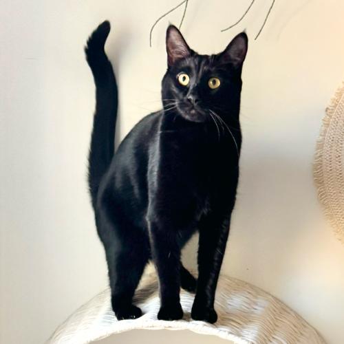 Enlarge Indya, a Adoptable mixed breed in Layton, UT image 2/6