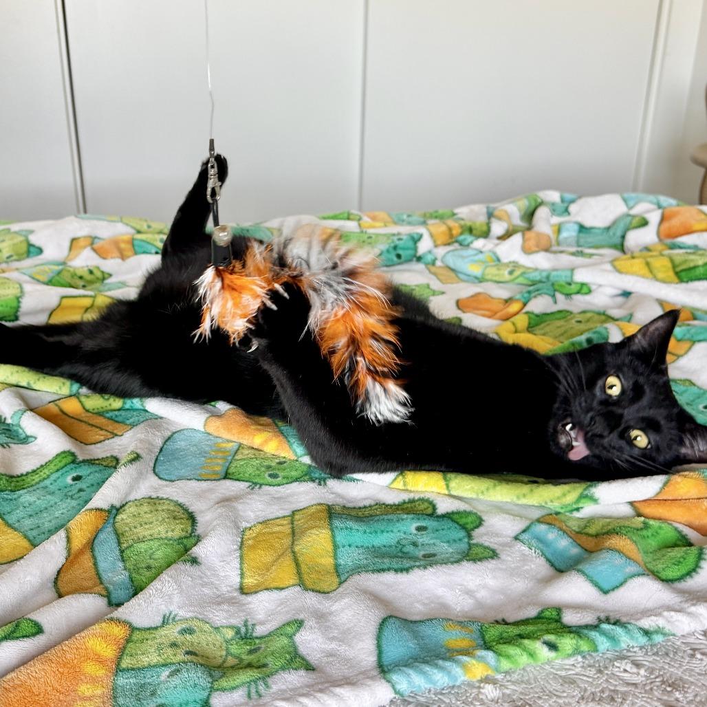 Enlarge Indya, a Adoptable mixed breed in Layton, UT image 3/6