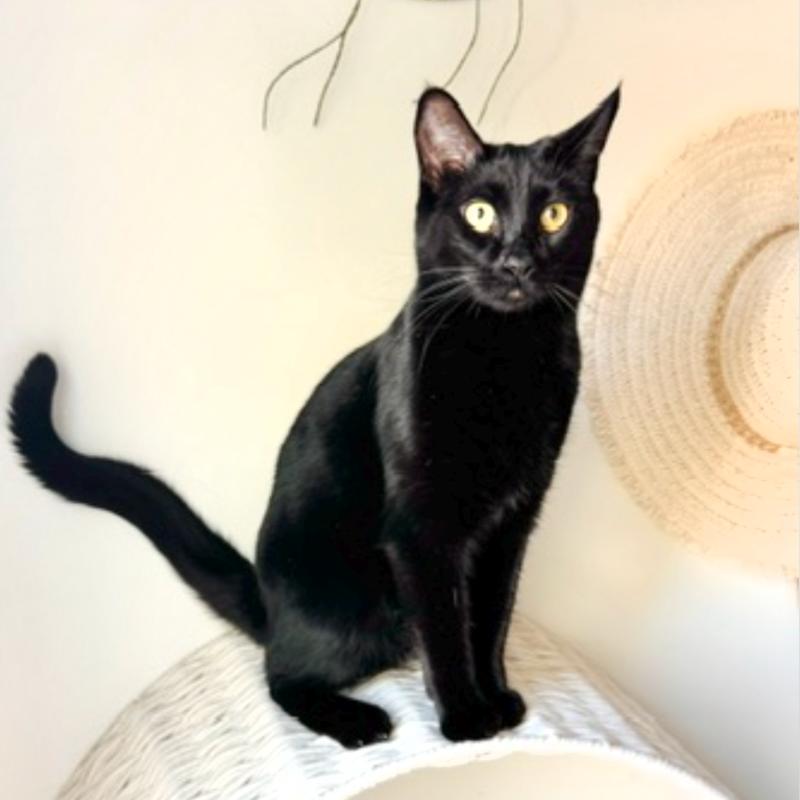 Enlarge Indya, a Adoptable mixed breed in Layton, UT image 4/6