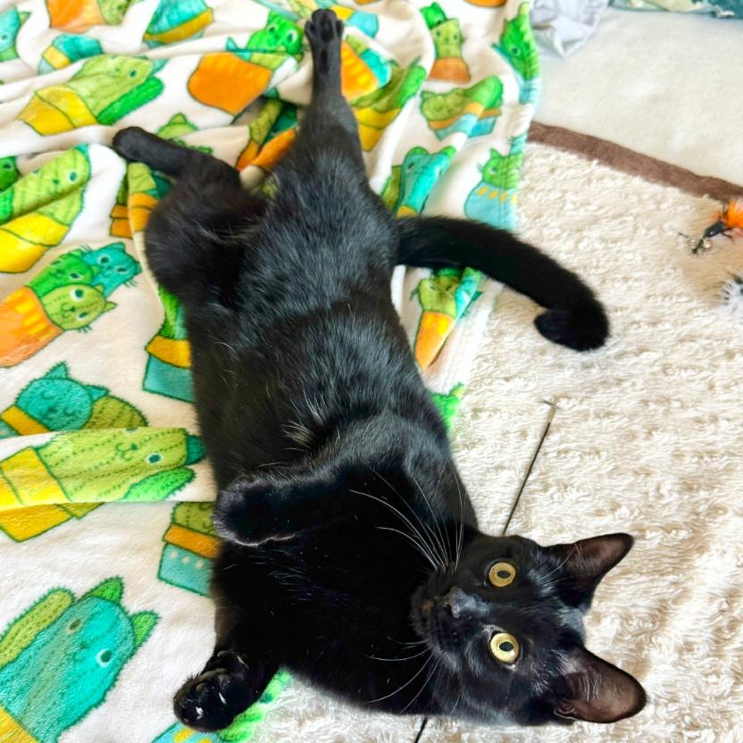 Enlarge Indya, a Adoptable mixed breed in Layton, UT image 5/6