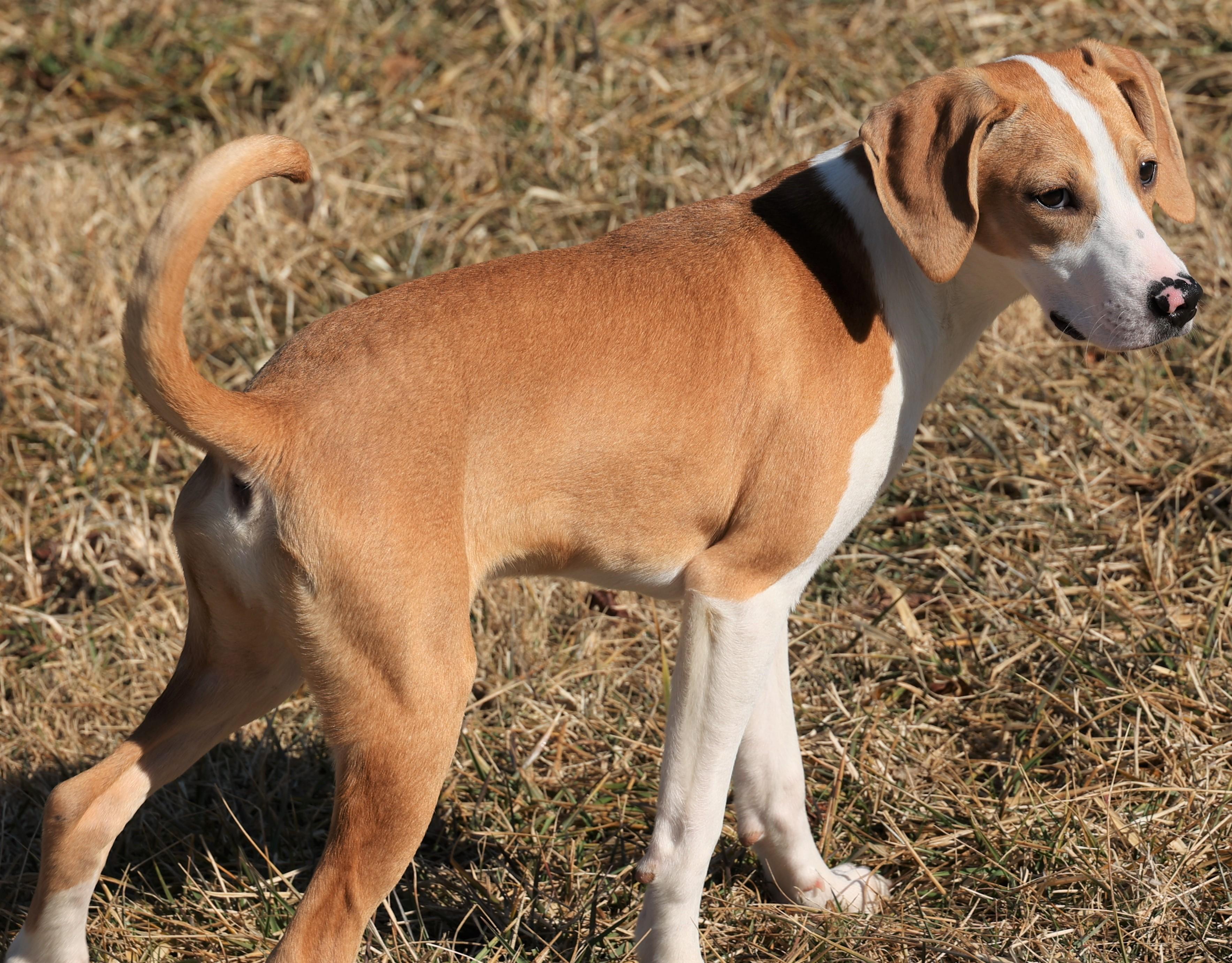 Enlarge Holly-Available @Petsmart 3/1! www.lhar.dog to apply! , an adoptable mixed breed in Frederick, MD image 3/6